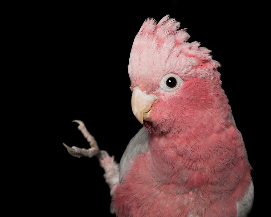 Spike-Pink-and-Grey-Galah-fused-leg1__880