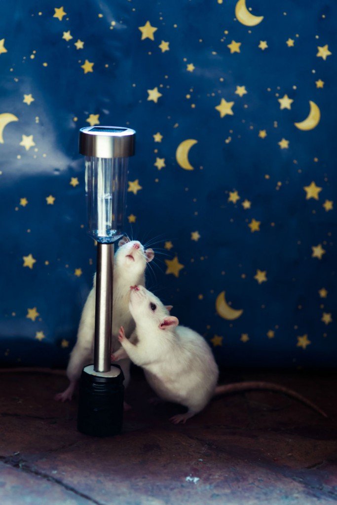 I-photograph-ex-lab-animals-like-The-Little-Prince-chara_013