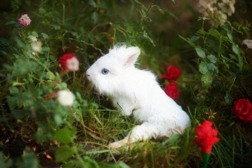 I-photograph-ex-lab-animals-like-The-Little-Prince-character