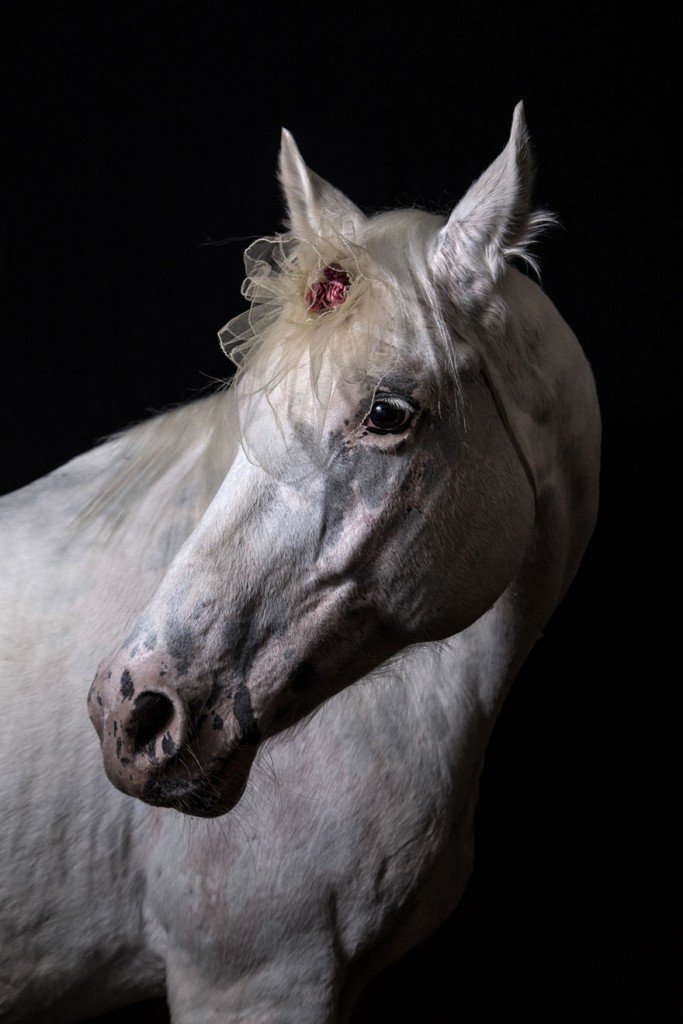 Artist Creates Beautiful Portraits Of Animals As Aristocrats From