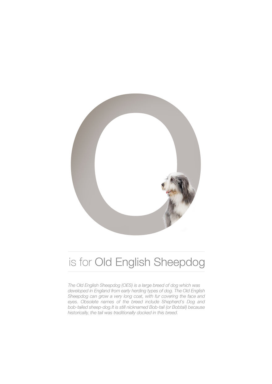 dog-alphabet-i-illustrated-dog-breeds-in-alphabetical-order-15__880