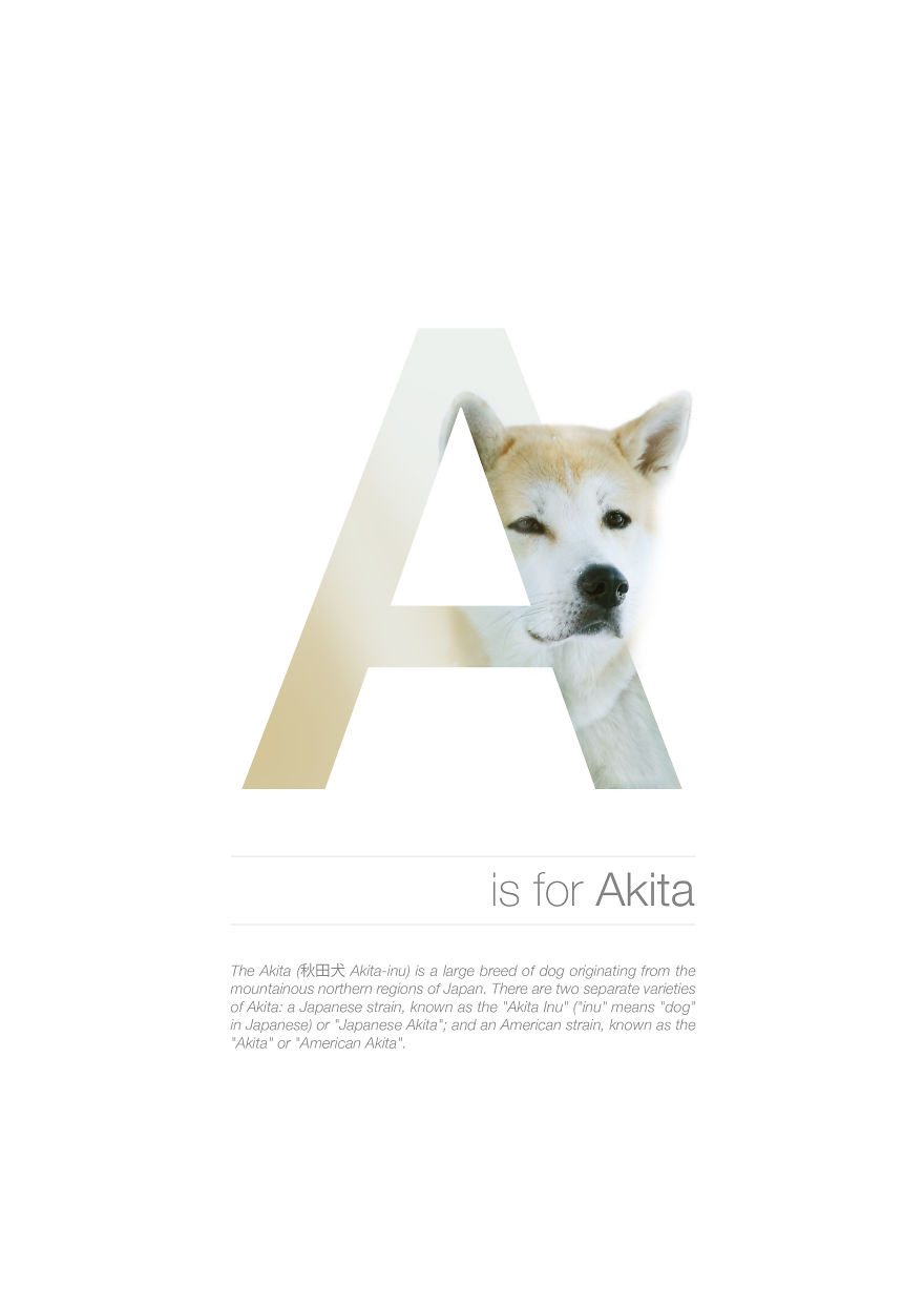 dog-alphabet-i-illustrated-dog-breeds-in-alphabetical-order__880