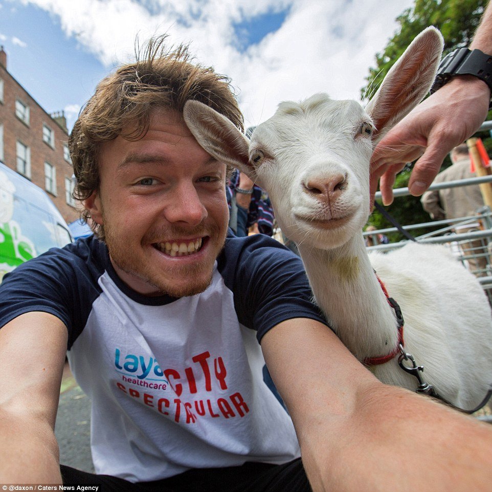 2F9119E100000578-3370281-A_white_goat_gazes_at_the_Irish_pho