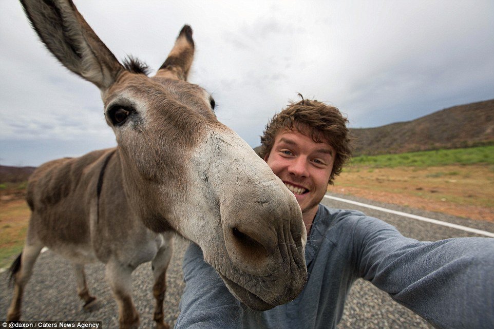 2F911ADB00000578-3370281-Close_up_confidence_This_donkey_cer