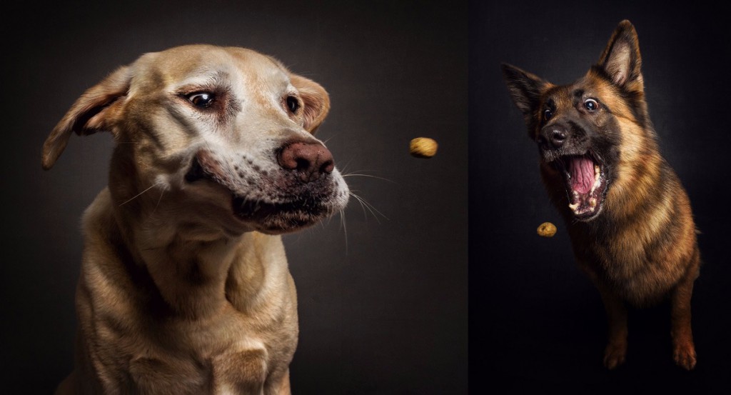 This Hilarious Series of Photos Captures Hungry Dogs As They Catch ...