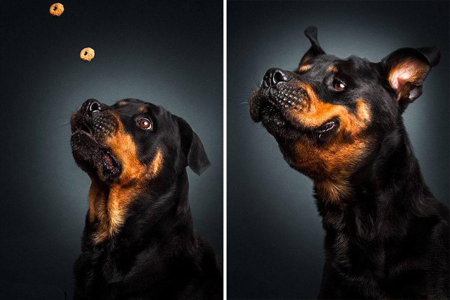funny-dogs-catching-food-fotos-frei-schnauze-christian-vieler-8