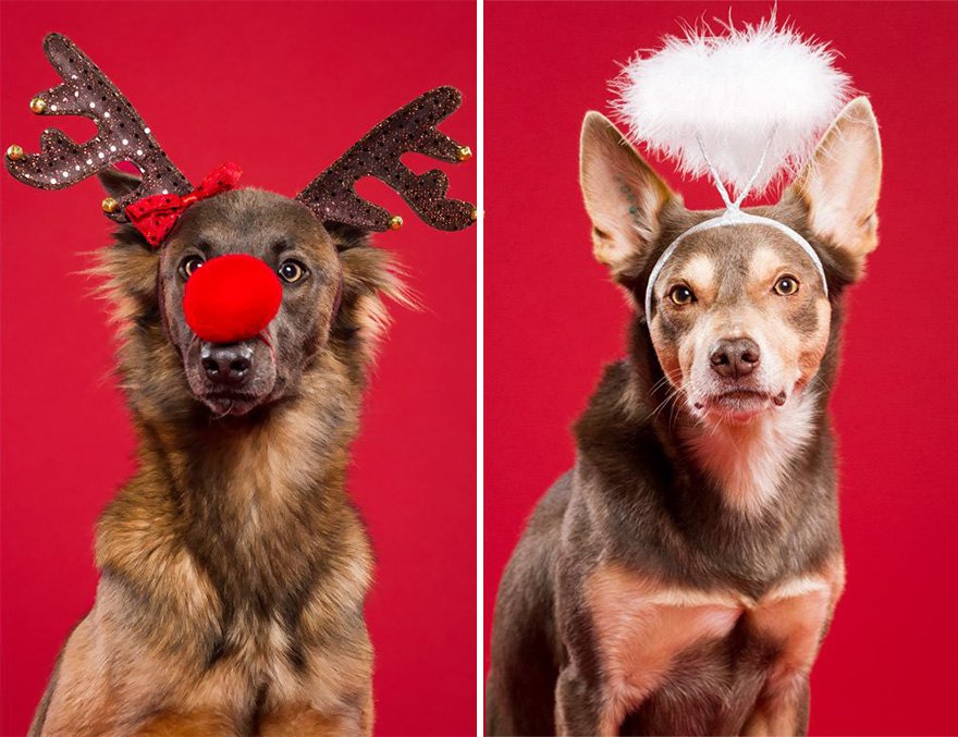 Photographer Captures Adorable Christmas-Themed Dog Portraits - Art-Sheep