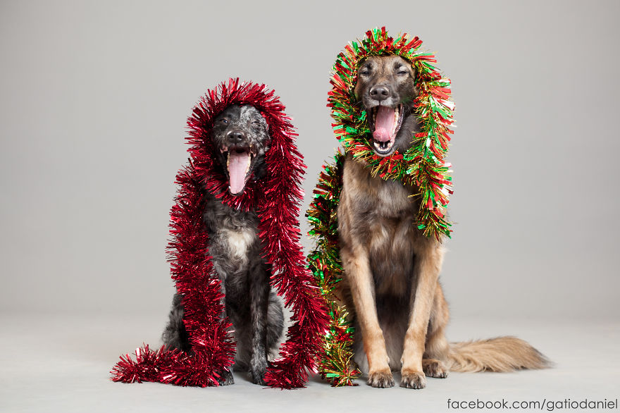 i-took-christmas-themed-dog-portraits-to-wish-you-happy-holidays-4__880