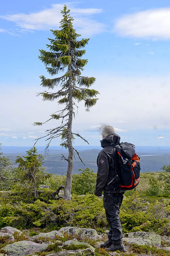 oldest-tree-old-tjikko-sweden-12