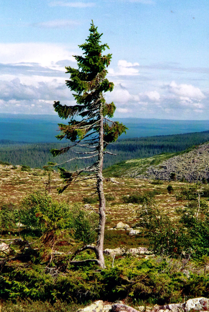 oldest-tree-old-tjikko-sweden-18