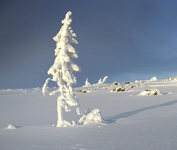 oldest-tree-old-tjikko-sweden-24