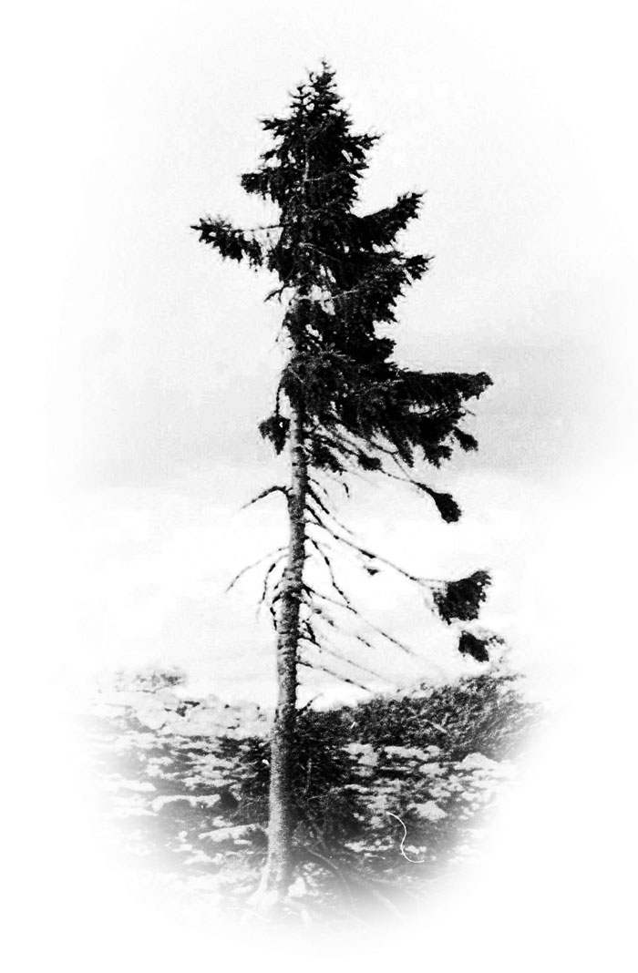 oldest-tree-old-tjikko-sweden-25