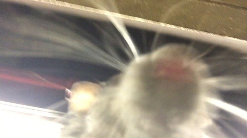 ratselfie