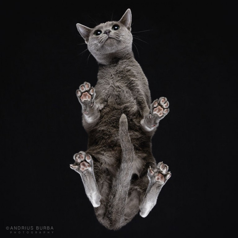 Photographer Captures Adorable Images Of Cats Shot From Underneath