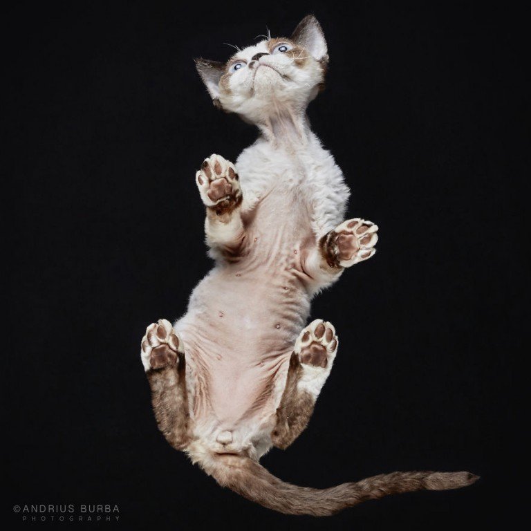 Photographer Captures Adorable Images Of Cats Shot From Underneath