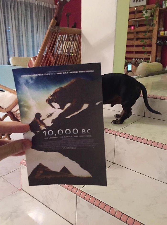 Instagrammer-Combines-Famous-Movie-Posters-with-Real-Life-Puppies-2__700