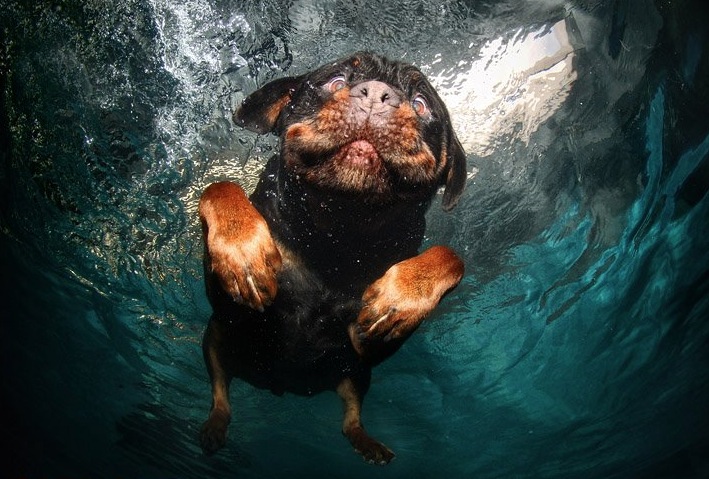 diving-dogs-photography10