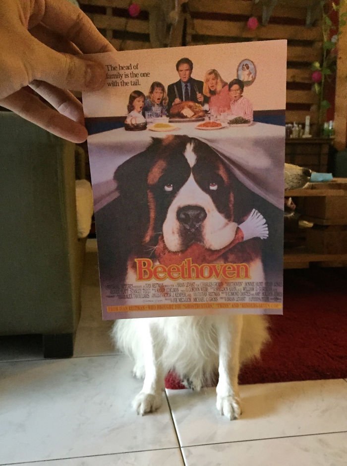 instagrammer-mashes-up-famous-movie-posters-with-real-life-puppies__700