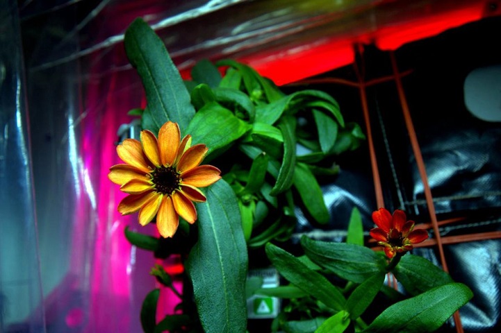 Zinnia flowers on the International Space Station seen on Jan. 16, 2016, are the first flowers grown in space part of the Veggie facility and experiment. (Scott Kelly/NASA/TNS)