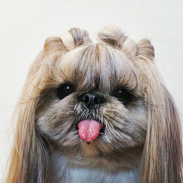 dog-hairstyles-instagram-kuma-moem-n-117__605