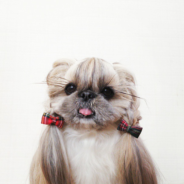 dog-hairstyles-instagram-kuma-moem-n-124__605