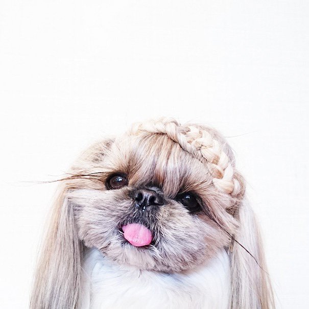 dog-hairstyles-instagram-kuma-moem-n-133__605