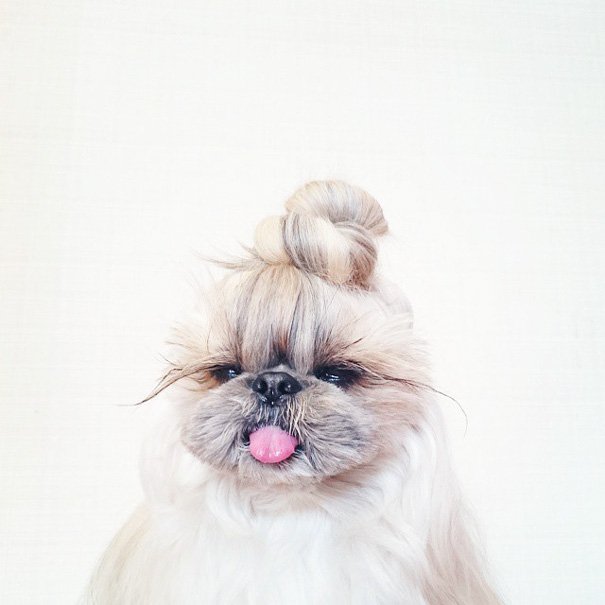 dog-hairstyles-instagram-kuma-moem-n-92__605