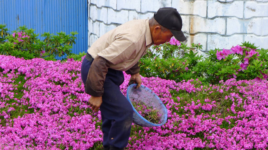 husband-plants-flowers-blind-wife-kuroki-shintomi-2