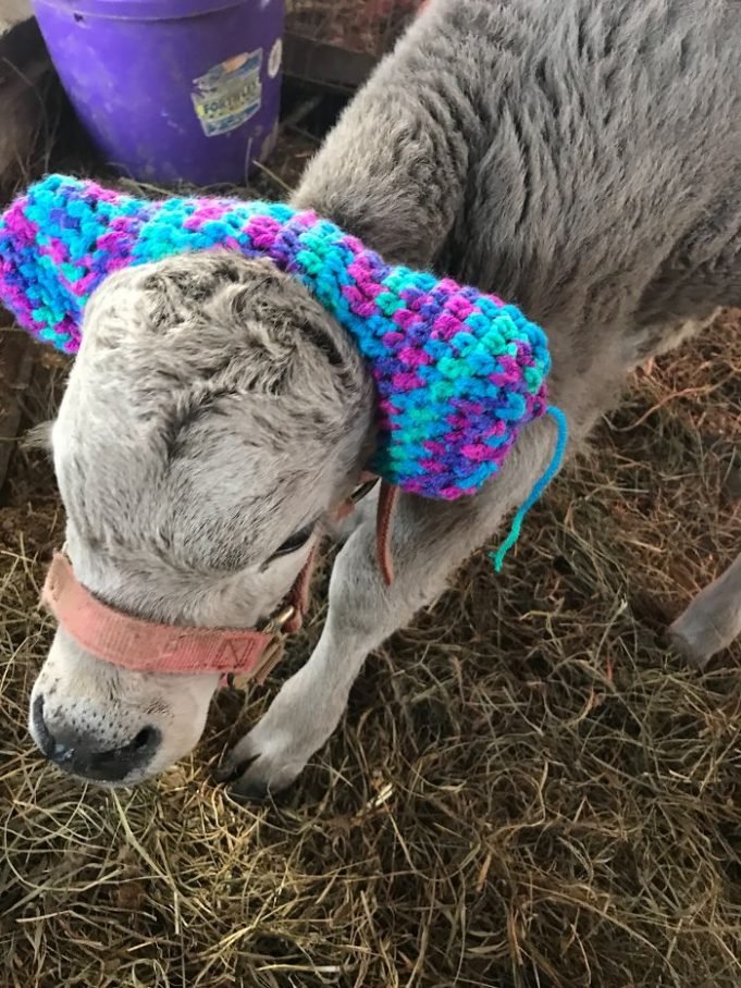 Adorable Ear Muffs for Calves is the Latest (and possibly the first