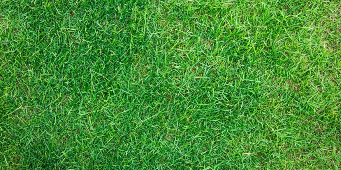 Best Turf Suppliers in Cobbitty – Making Lawns Look Their Best art-sheep.com