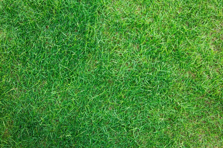 Best Turf Suppliers in Cobbitty – Making Lawns Look Their Best art-sheep.com