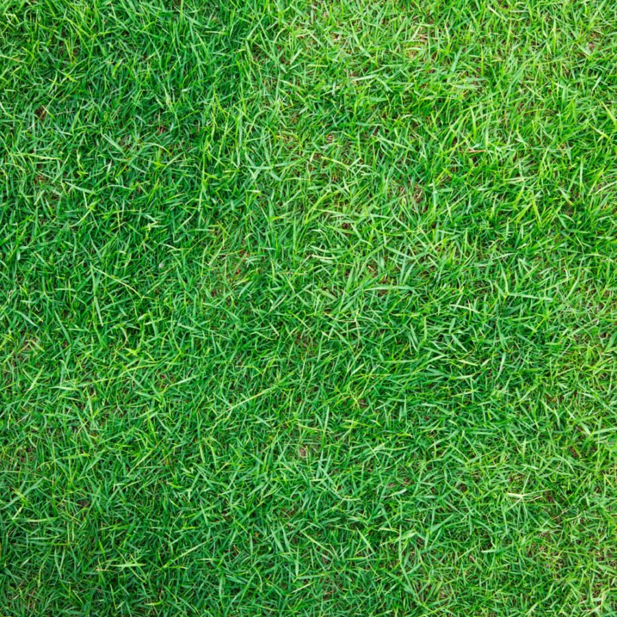 Best Turf Suppliers in Cobbitty – Making Lawns Look Their Best art-sheep.com
