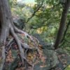 art-sheep.com Tree Root Damage Solutions That Last for Years