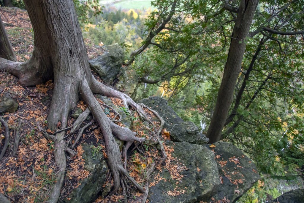 art-sheep.com Tree Root Damage Solutions That Last for Years