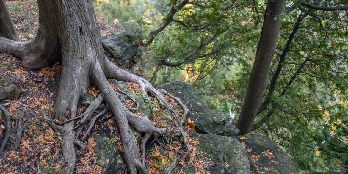 art-sheep.com Tree Root Damage Solutions That Last for Years