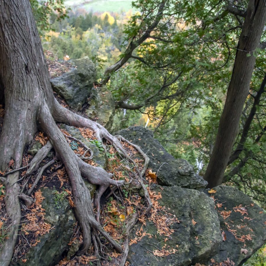 art-sheep.com Tree Root Damage Solutions That Last for Years