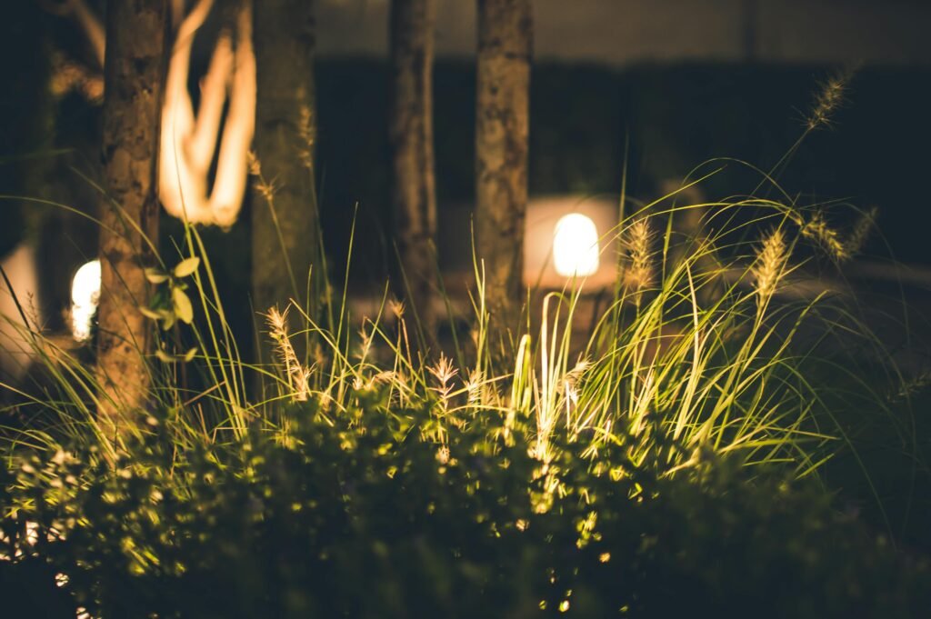 Garden grass under light.