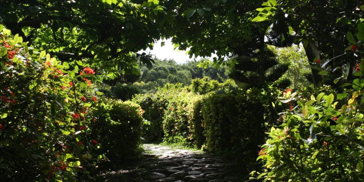 Green garden pathway under sunlight.