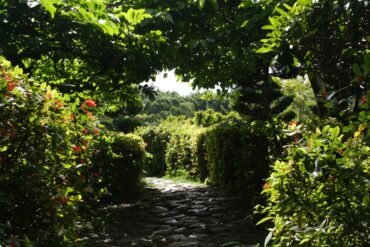 Green garden pathway under sunlight.