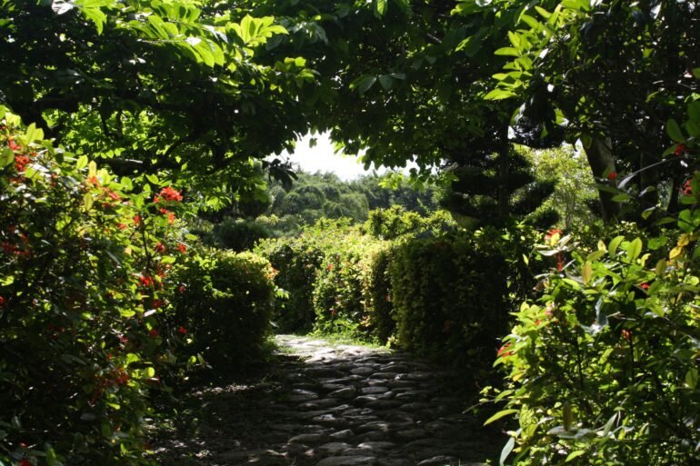 Green garden pathway under sunlight.