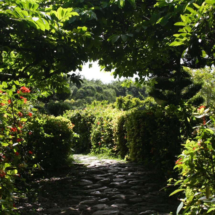 Green garden pathway under sunlight.