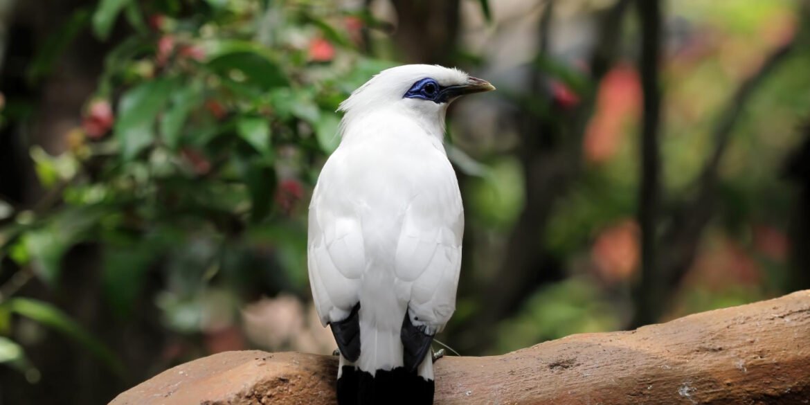 Simple Home Remedies for Reducing Bird Activity