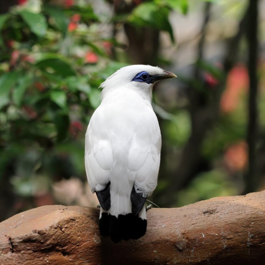 Simple Home Remedies for Reducing Bird Activity