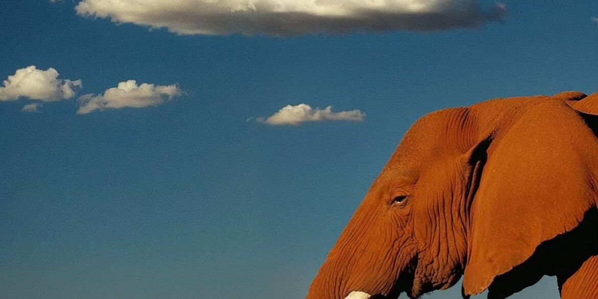 The Algorithmic Dreamscapes of Gizem Akdag art-sheep.com