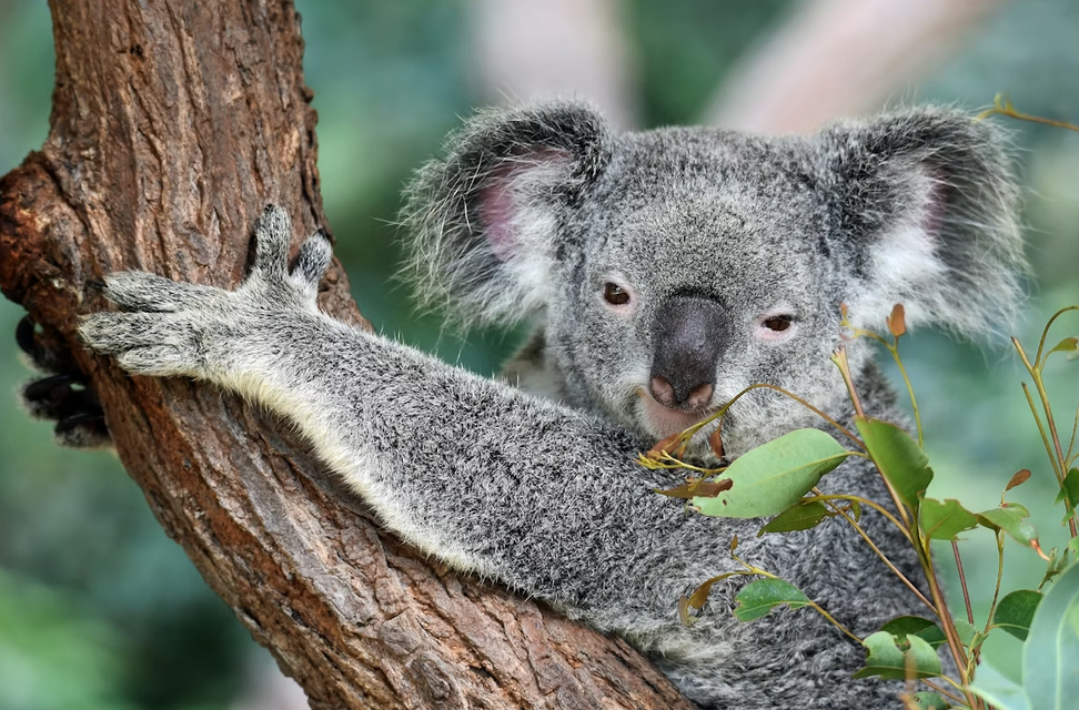 Essential Tips For Planning Your Dream Trip To Australia art-sheep.com 2