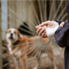 What to Do After a Dog Bite and the Hidden Risks Behind Everyday Encounters art-sheep.com