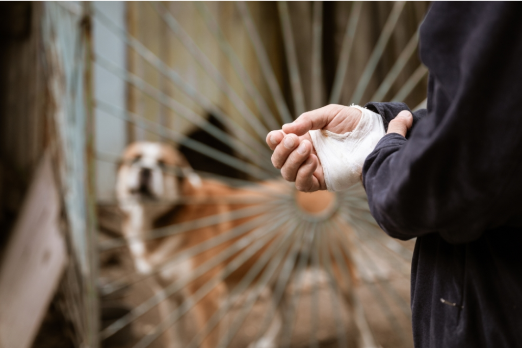 What to Do After a Dog Bite and the Hidden Risks Behind Everyday Encounters art-sheep.com
