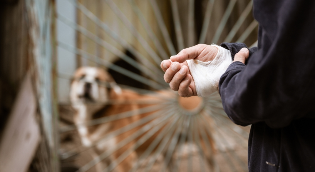 What to Do After a Dog Bite and the Hidden Risks Behind Everyday Encounters art-sheep.com