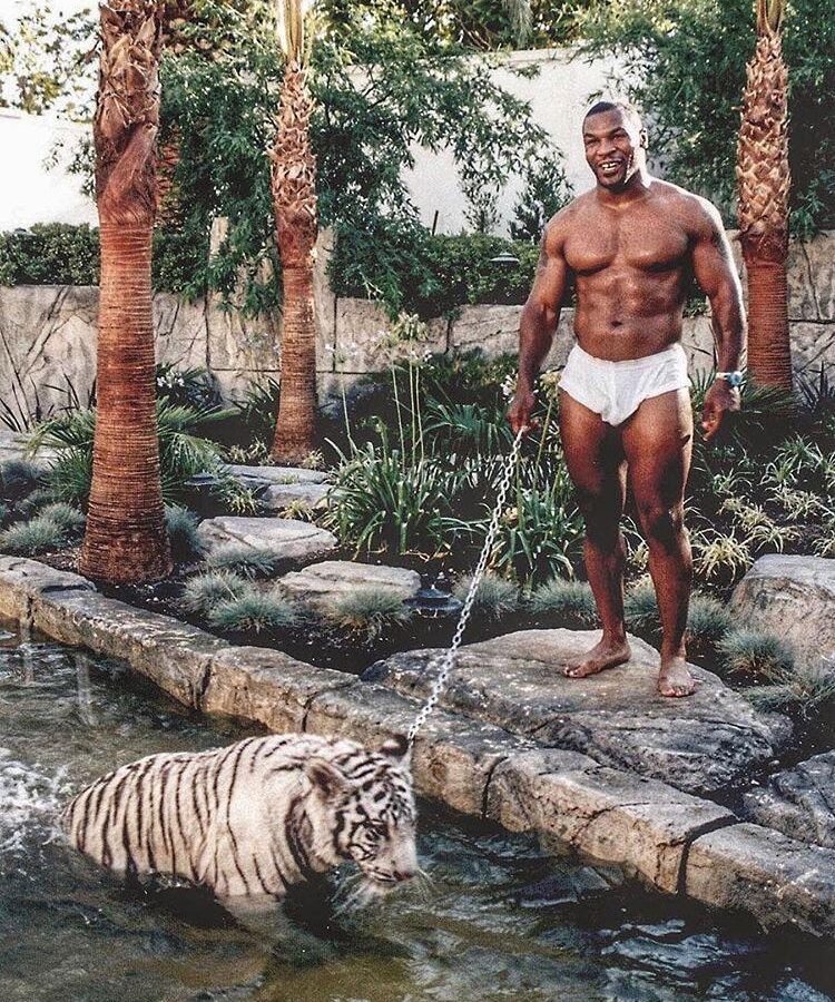 Consuming the Frame Mike Tyson and the Art of Making Everyone Nervous art-sheep.com