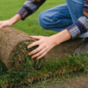 How to Build a Healthier Lawn That Lasts art-sheep.com